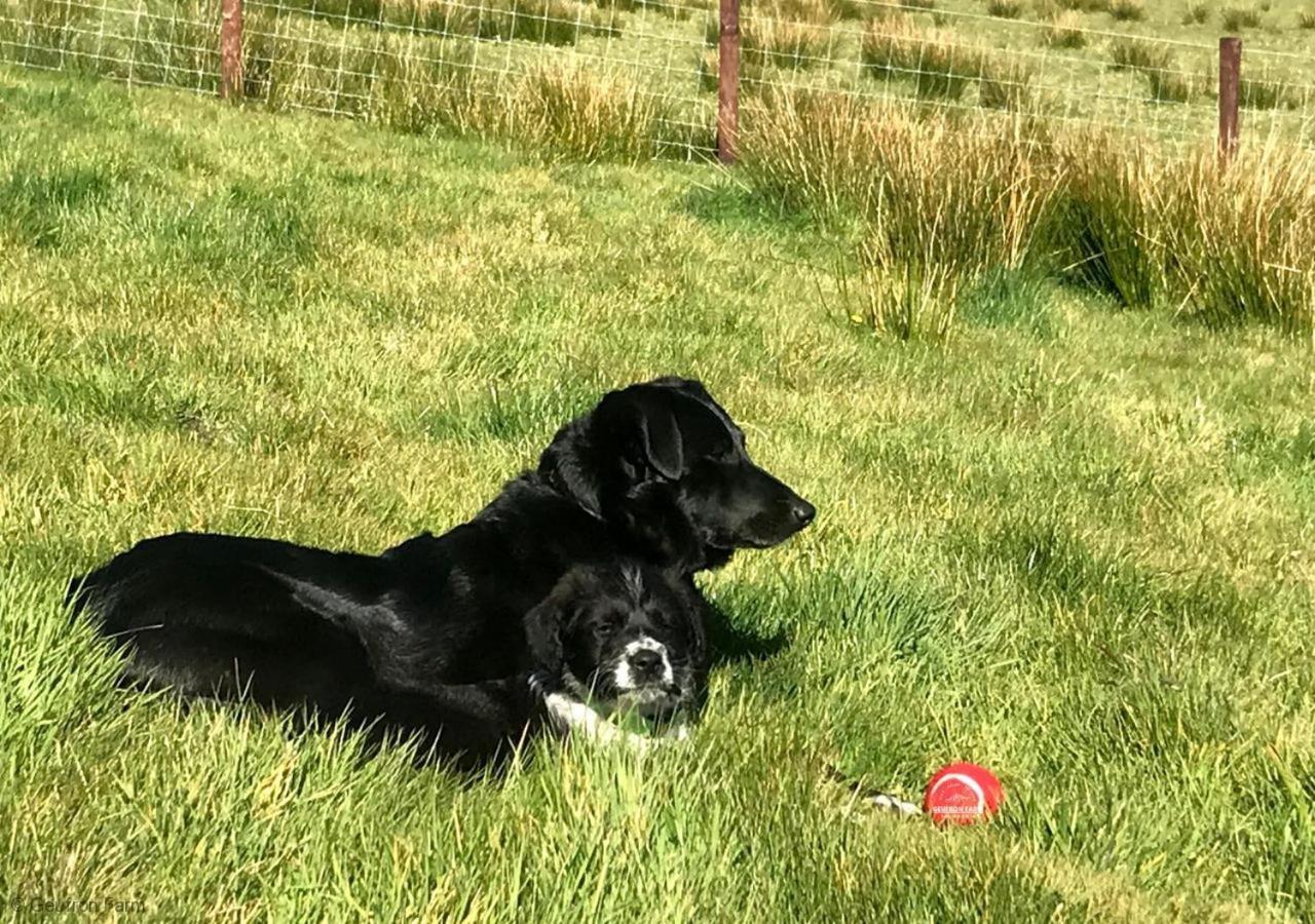 The Barn At Geufron Farm - Dog Friendly - Nr Tywyn Villa Bryn-crug Dış mekan fotoğraf